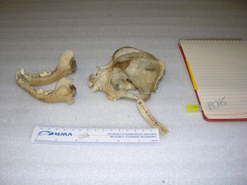 Media type: image;   Mammalogy 19745 Description: Image of skeleton specimen - lateral view. lateral view of skull.;
